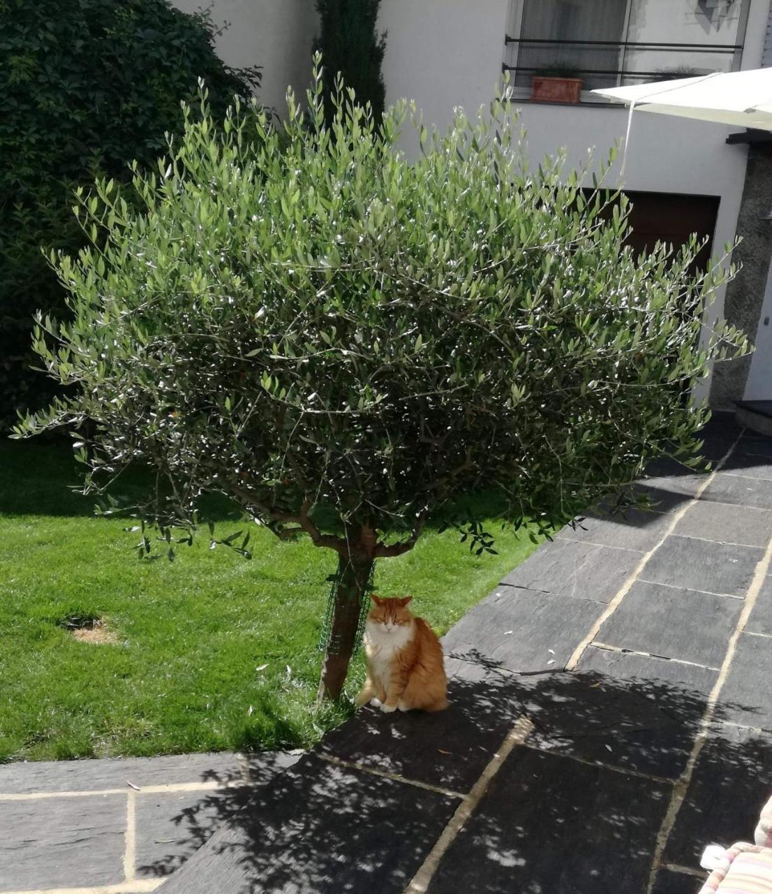 La Maison Carolane ラトゥール＝ドゥ＝カロル エクステリア 写真